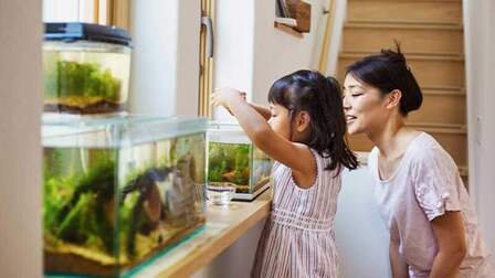 6 Best Automatic Fish Food Feeder of 2025