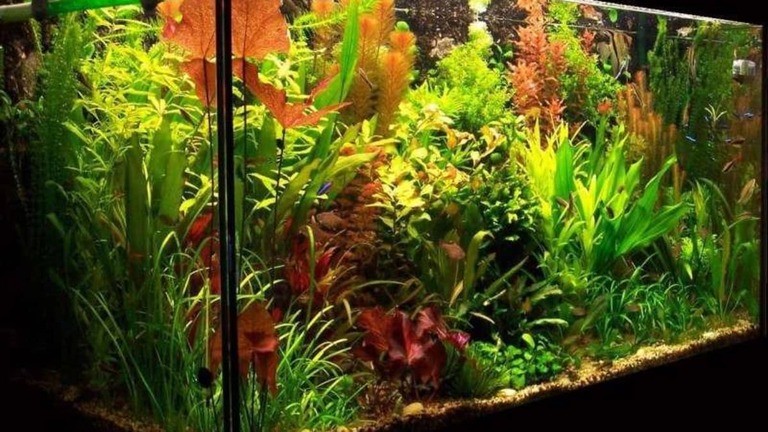 How To Grow Live Plants In Aquarium