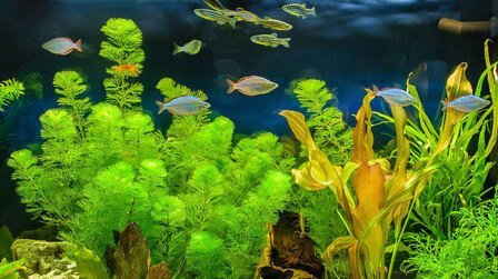 How To Grow Live Plants In An Aquarium