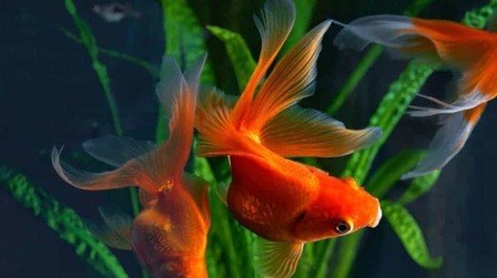 Benefits Of live Plants In An Aquarium