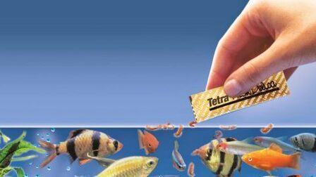 6 Best Food For Fish Growth of 2025