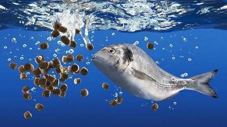 How To Make Fish Food