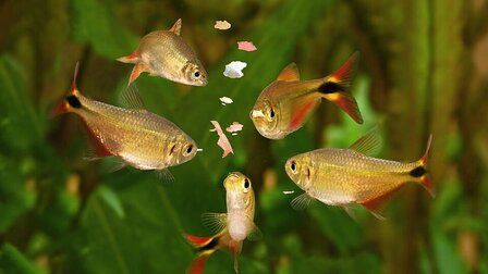 6 Best Shrimp Fish Food of 2025