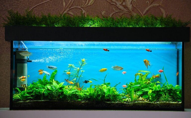 Benefits Of Good Bacteria For Aquarium