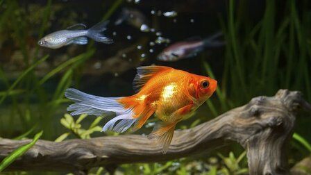 Benefits Of Good Bacteria For Aquarium