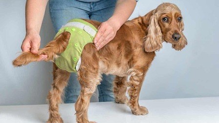 6 Best Diaper For Dog In Heat of 2026