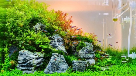 6 Best Aquarium Plant Fertilizer of 2025