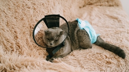 6 Best Diapers For Cats of 2026