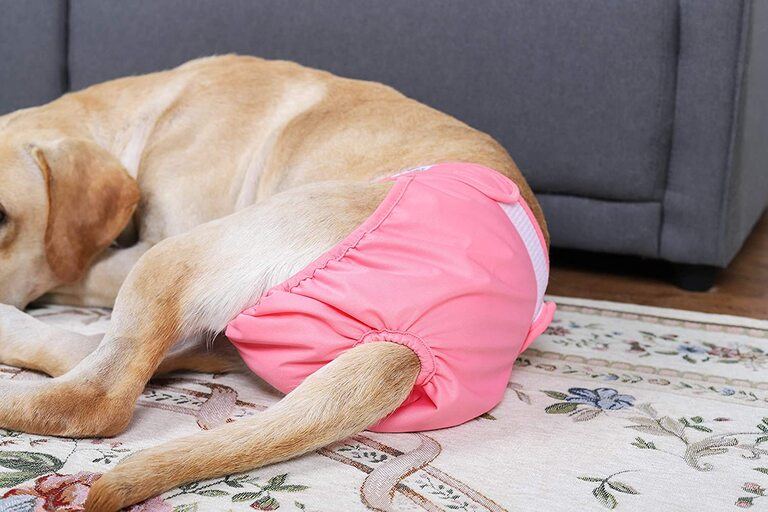 How To Choose Dog Diapers