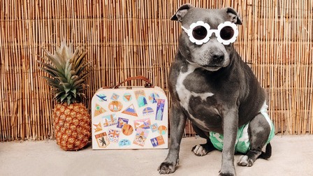 How To Choose Dog Diapers