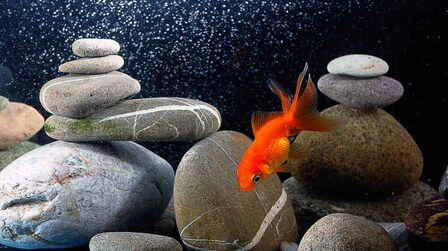 6 Best Aquarium Check Valve of 2025