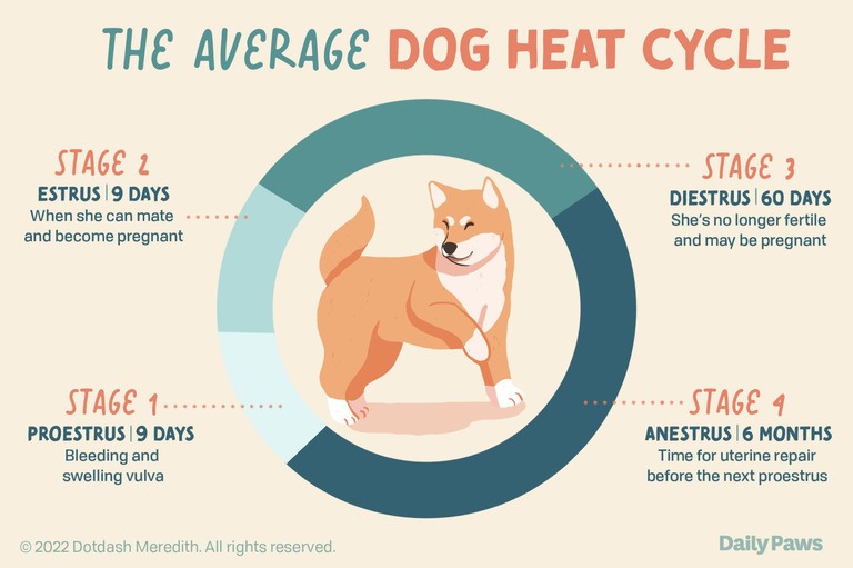 Benefits Of Dog Diapers benefits-of-dog-diapers