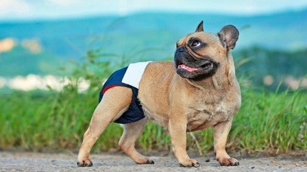 Benefits Of Dog Diapers