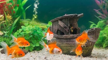 6 Best Aquarium Air Stone of 2025