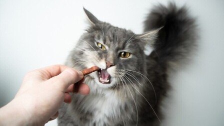 6 Best Dental Cat Treats of 2026