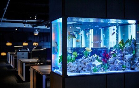 Best Fish Tank Decoration Ideas