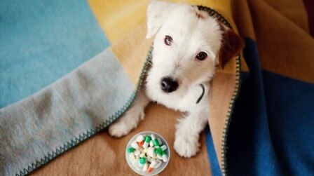 6 Best Health Supplements For Dogs of 2026