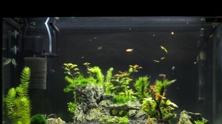 How To Choose Aquarium Pump