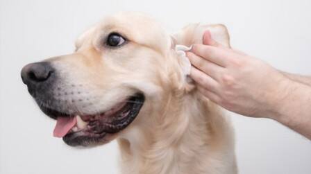 6 Best Ear Cleaning Wipes For Dogs of 2026