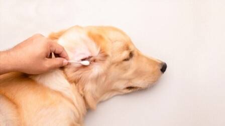 6 Best Large Cotton Buds For Dogs Ears of 2026