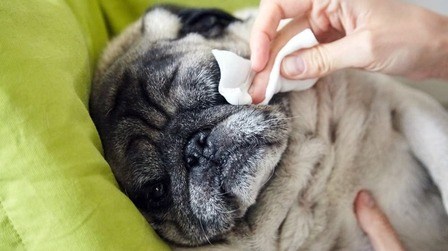 6 Best Tear Stain Wipes For Dogs of 2026