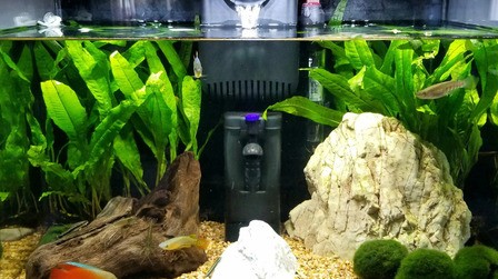 How To Choose Aquarium Filter