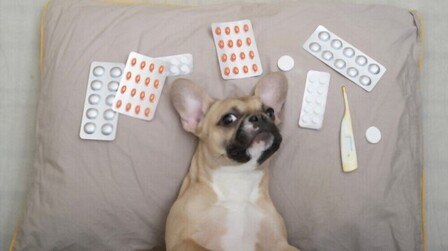 6 Best Calming Tablets For Dogs of 2026
