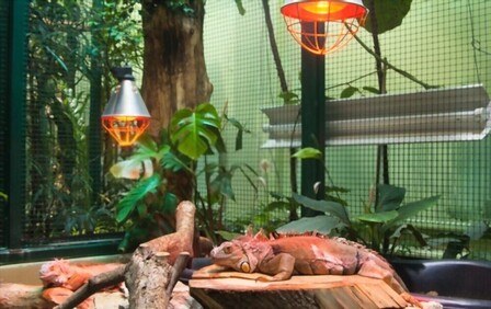 How To Build A Reptile Terrarium