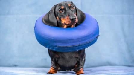 6 Best Soft Cone For Dogs of 2026