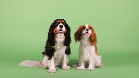 How To Make Dog Fur Soft And Shiny