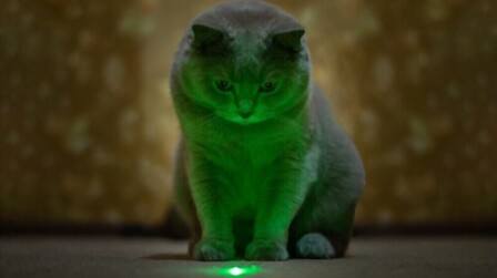 6 Best Laser Toy For Cats of 2026