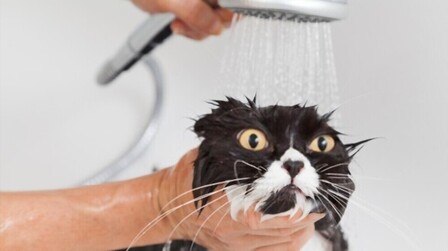 How To Bathe Your Cats