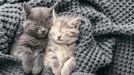 How To Keep Cats Warm