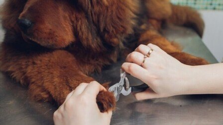 How To Clip Nails Dog