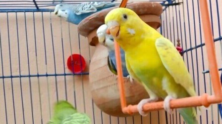 6 Best Bird Cages For Budgies of 2025