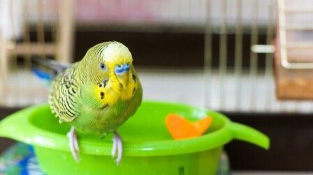 6 Best Cage Bath For Birds of 2025