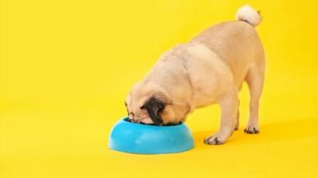 How To Choose The Right Dog Bowls