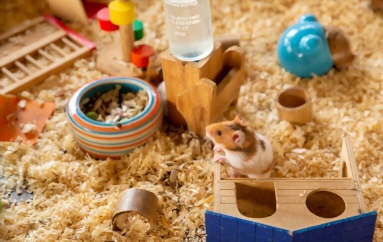 how-to-set-up-your-hamster-cage