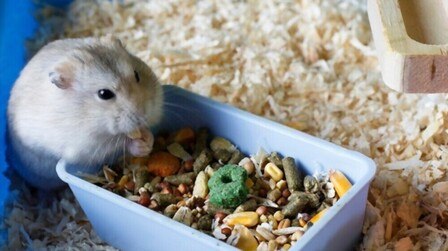 How To Choose Food For Hamster