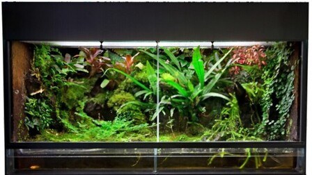 How To Clean A Reptile Tank With Vinegar