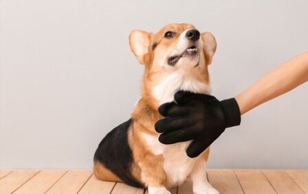 How To Clean Your Dog Without A Bath