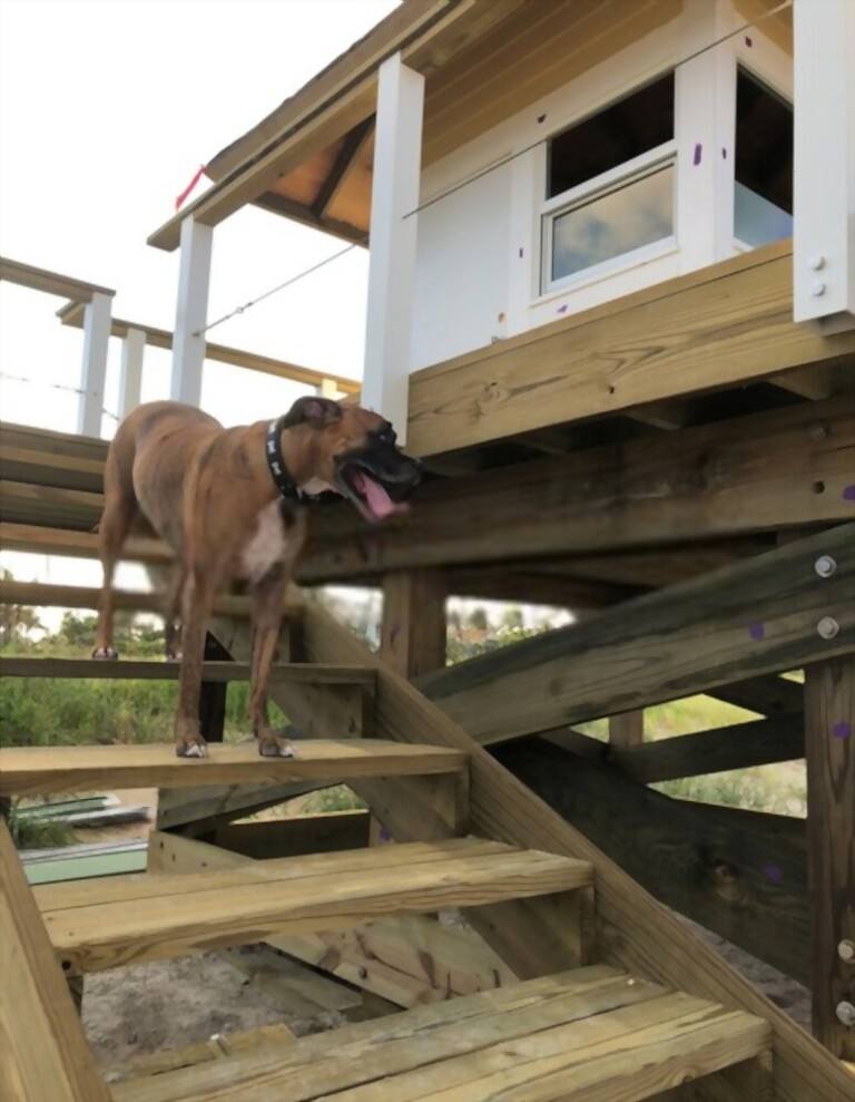 How To Build Dog Stairs   How To Build Dog Stairs 