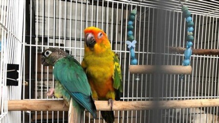 6 Best Conure Cage Of 2025 6 Best Conure Cage Of 2025