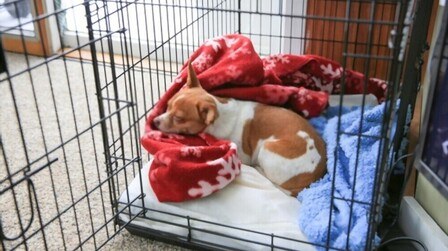 Benefits Of Dog Sleeping In Crate