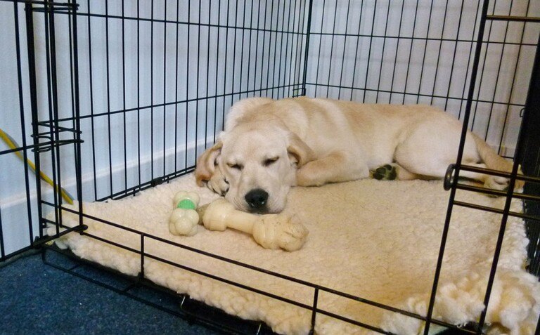 benefits-of-dog-sleeping-in-crate