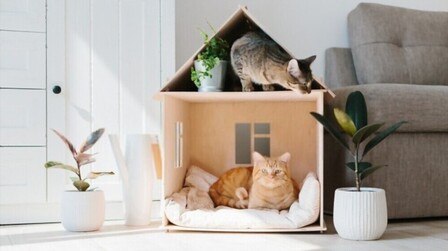 How to Build A Cat House