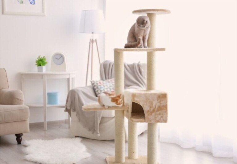 How to Build A Cat House