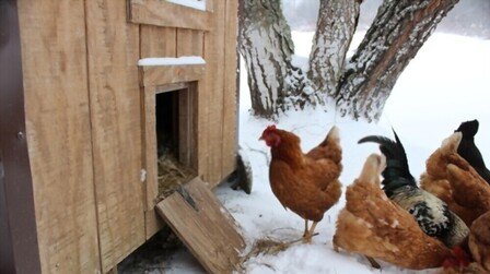 6 Best Chicken Coops For Cold Weather of 2025