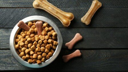 How to Choose Dog Food