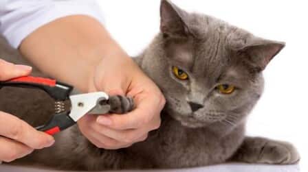 How To Trim Cats Nail